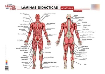 Láminas Didácticas Anatomía Geu