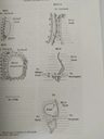 Ancestors Cultivated Rice - H I Oka Genetics 1980 — imagen 6
