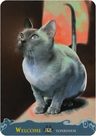 Cats Inspirational Oracle Cards Cartas - Barbara Moore — imagen 4