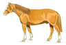 Libro - Guía De Pelajes Del Caballo Criollo - Romero F. — imagen 5