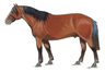 Libro - Guía De Pelajes Del Caballo Criollo - Romero F. — imagen 6