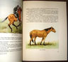 Libro - Pelajes Criollos (ilustrado) - Solanet Emilio — imagen 3