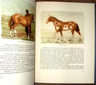 Libro - Pelajes Criollos (ilustrado) - Solanet Emilio — imagen 7