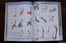 Manual Del Observador De Aves - Andrés Bosso — imagen 6