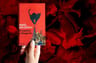 El Maestro Y Margarita. Bulgakov, Mijail. Debolsillo — imagen 4