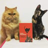 El Maestro Y Margarita. Bulgakov, Mijail. Debolsillo — imagen 7