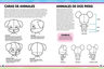 Chibi - El Arte Japones Para Dibujar Personajes Adorables — imagen 4