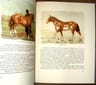 Libro Pelajes Criollos De Emilio Solanet — imagen 3