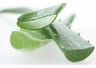 El Poder Curativo Del Aloe Vera — imagen 5