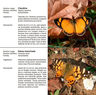 Márquez: Mariposas Porteñas - Paisaje Y Biodiversidad Urbana — imagen 4