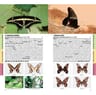 Núñez Bustos: Mariposas Ciudad De Buenos Aires Y Alrededores — imagen 3