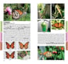 Núñez Bustos: Mariposas Ciudad De Buenos Aires Y Alrededores — imagen 4