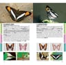 Núñez Bustos: Mariposas Ciudad De Buenos Aires Y Alrededores — imagen 6