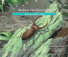 Sobre Los Insectos  Guía Para Niños Aprendizaje Naturaleza — imagen 2