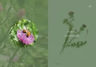 Cocina Silvestre Ii Elena Iakovleva — imagen 8