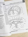 Netter Cuaderno De Anatomia Para Colorear 3ra Ed — imagen 4