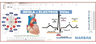 Regla De Electros Vélez - Manual Interpretación Ecg — imagen 3