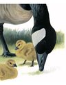 Libro De Aves - Cómo Viven Y Sienten Las Aves — imagen 3