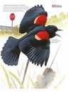 Libro De Aves - Cómo Viven Y Sienten Las Aves — imagen 4
