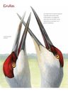 Libro De Aves - Cómo Viven Y Sienten Las Aves — imagen 5