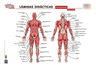 Láminas Didácticas Anatomía Geu — imagen 1