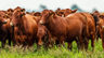 Producción De Vacuno De Carne En Praderas Wilkinson — imagen 5
