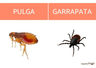 Pulgas Y Garrapatas Guía Para Veterinarios - D. Gram -servet — imagen 4