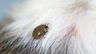 Pulgas Y Garrapatas Guía Para Veterinarios - D. Gram -servet — imagen 5