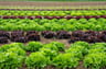 Agricultura Regenerativa Manual Práctico Francesc F. Rovira — imagen 4