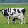 Enfermedades Del Ganado Vacuno Lechero W. Rebhun -ed.acribia — imagen 4