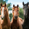 Atlas Veterinaria Equina: Guía Ilustrada Completa Caballos — imagen 3