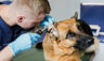 Gestión Clínicas Veterinarias: Manual Completo Éxito Negocio — imagen 3