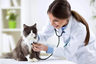 Gestión Clínicas Veterinarias: Manual Completo Éxito Negocio — imagen 7
