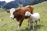 Explotacion Ganadera Guía Rentabilidad Ovina Bovina Completa — imagen 2