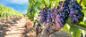 Comprender El Vino Y Viña Biodinámica Y Vinificación Natural — imagen 3