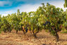Comprender El Vino Y Viña Biodinámica Y Vinificación Natural — imagen 5