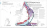 Anatomía Del Yoga Ann Swanson - Guía Visual Completa — imagen 2