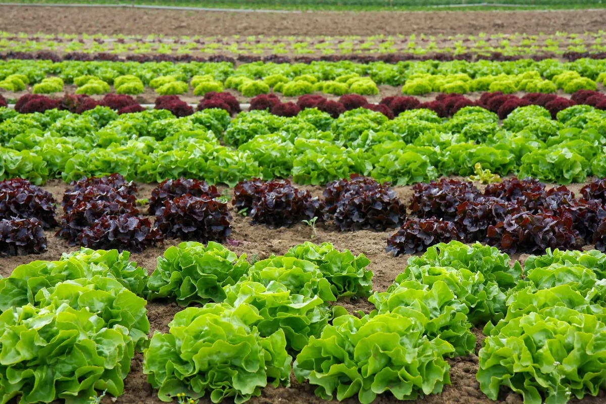 Agricultura Regenerativa Manual Práctico Francesc F. Rovira — imagen 4