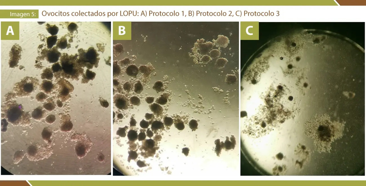 Reproducción Ovina: Guía Completa Con Imágenes In Vitro 2024 — imagen 3